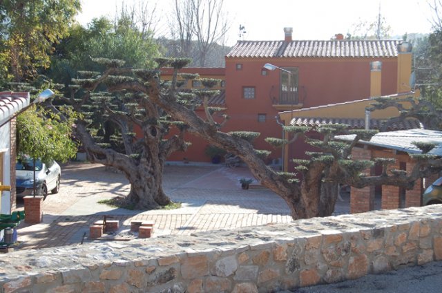 oliv bonsai